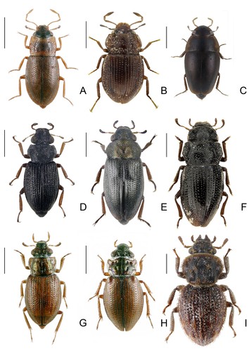 Géneros de coleópteros acuáticos neotropicales de la familia Hydraenidae/ULE