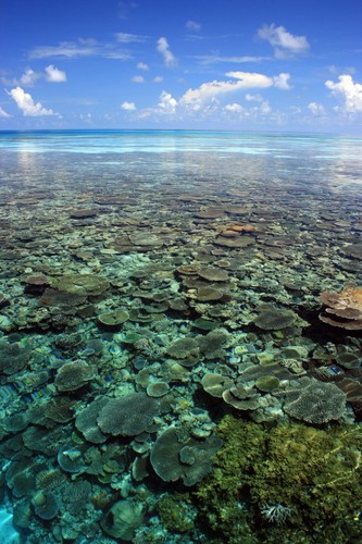 Corales en las Islas Maldivas. Foto: Guy Stevens | MANTA TRUST.
