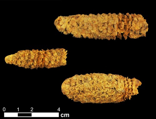 Las tres mazorcas de maíz de aproximadamente 2.000 años del sitio del refugio rocoso El Gigante de Honduras/Thomas Harper