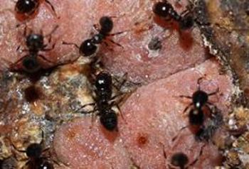 Hormigas (FOTO: Corpoica).