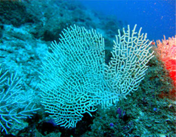 La nueva especie de coral 'Pacifigorgia marviva'. Foto: STRI.