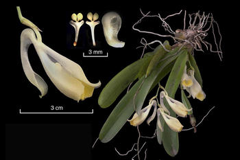 Los científicos del Jardín Botánico Lankester (JBL) de la Universidad de Costa Rica (UCR), implementan una metodología innovadora para la documentación de orquídeas. Con cámaras y escáners al hombro, llevan el laboratorio fotográfico al campo y r