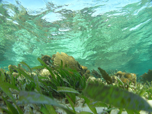  En las costas del Mar Caribe y del Golfo de México es frecuente encontrar praderas submarinas formadas por plantas muy semejantes a los pastos terrestres. Cortesía Susana Enríquez