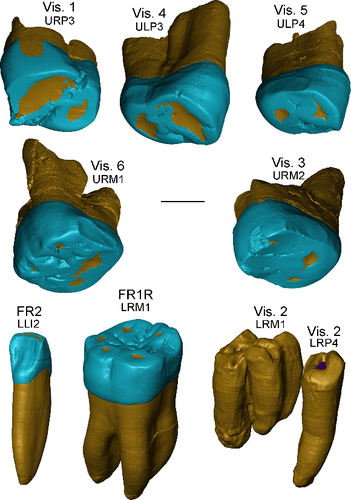 Representación virtual de los dientes devVisogliano y Fontana Ranuccio (Italia)/Zanolli et al., 2018