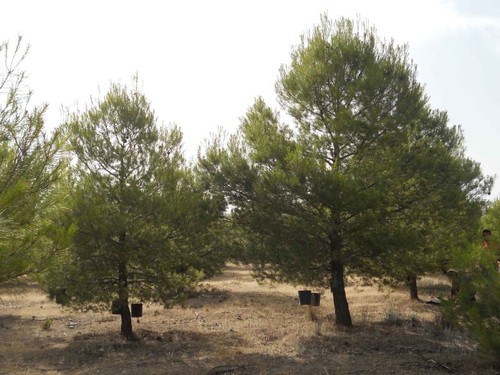 El aclareo forestal consiste en la disminución de la densidad de árboles. Foto: F. Descubre.