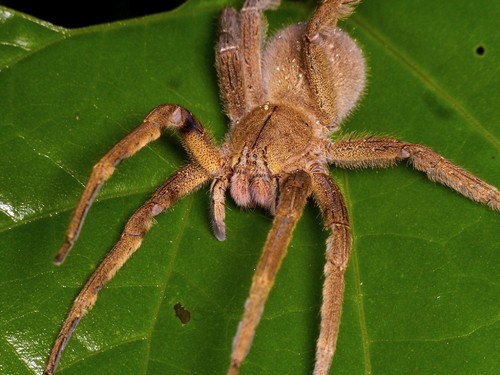'Phoneutria boliviensis' o araña platanera/Andreas Kay/Flickr.