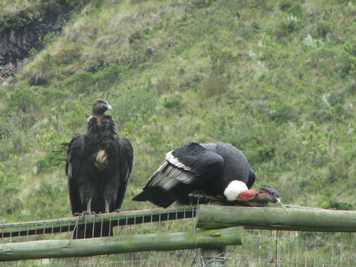 Cóndores silvestres en Zuleta, Ecuador. Autora: Edith Montalvo.