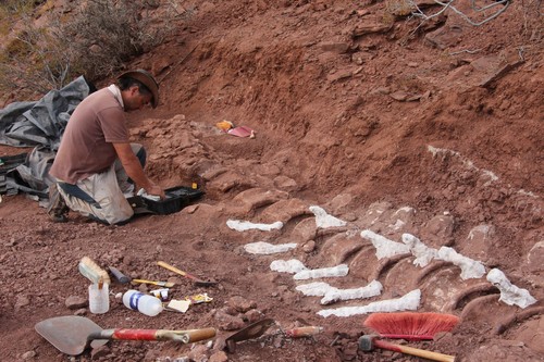 J.I. Canudo excava la cola del dinosaurio.