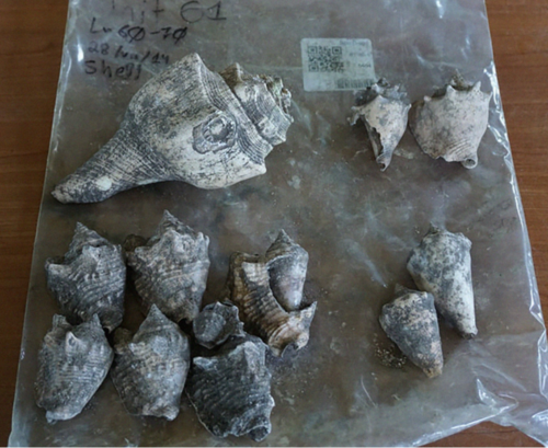 Caracoles excavados en el sitio arqueológico, Sitio Drago, en Bocas del Toro, Panamá. Alexis Sullivan pudo extraer de estos ADN (de hace aproximadamente 1,000 años)/Alexis Sullivan.