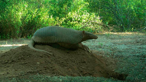 El tatú carreta (Priodontes maximus) es el mayor de los armadillos vivos y puede llegar a medir un metro y medio/Gentileza Proyecto Tatú Carreta.