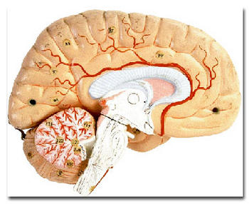 Corte de un cerebro humano