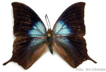 El estudio se centra en tres familias de mariposas diurnas: Papilionidae, Pieridae y Nymphalidae (FOTO: UNA).