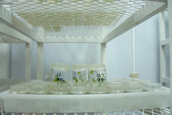 En las instalaciones del Centro de investigación en Productos Naturales (Ciprona) se están reproduciendo in vitro las plantas de Chamaecrista nictitans (foto Laura Rodríguez Rodríguez).
