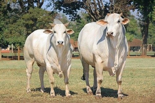 Vacas de raza nelore/GSE/Boy fotógrafo