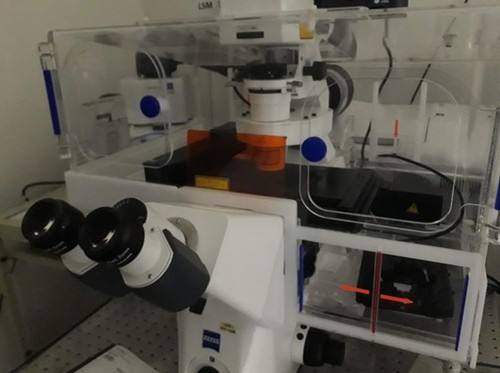 Equipo de Microscopia en el cual se observan y fotografían las células que contienen el plásmido a ser transferido. Foto: Pablo Araujo.