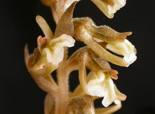 Orquídea del género Cyclopogon. FOTO: Dalton Holland Baptista.