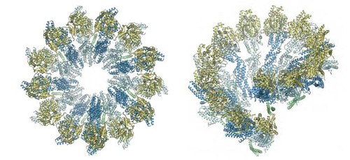 Bistas del modelo atómico del complejo en anillo de gamma-tubulina (γTuRC) de la levadura. Imagen: CSIC.