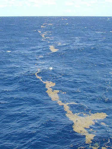 Especies de sargassum en el océano Atlántico.
