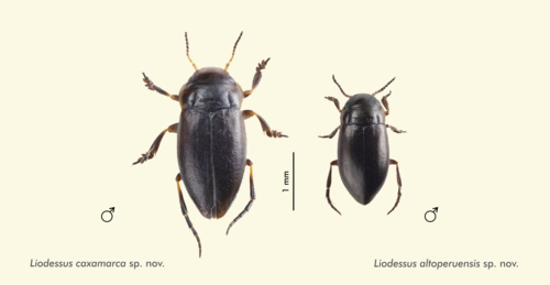 Las dos nuevas especies de escarabajos buceadores descubiertas.