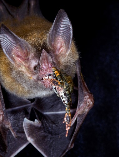El murciélago de labios de flecos ('Trachops cirrhosus'), también conocido como murciélago come ranas, está bien adaptado para la caza de ranas/Marcos Guerra. 