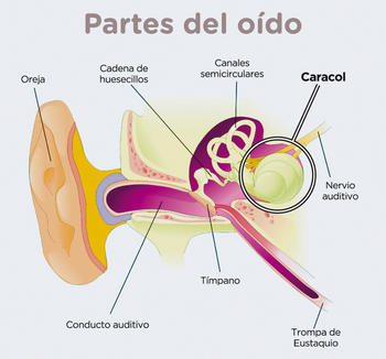 Situación del caracol en el oído.