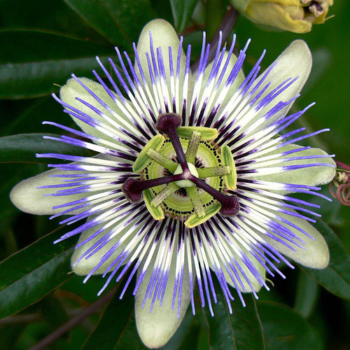 Passiflora (FOTO: UN).