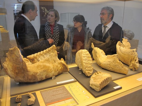 Exposición Elefantes y humanos en el Pleistoceno de Soria. FOTO: JCYL.
