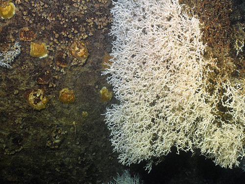 Una pared del cañón de Blanes cubierta de coral. Foto: ICM/CSIC- proyecto Abric.